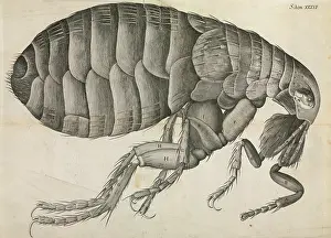 Flea: Flea illustration