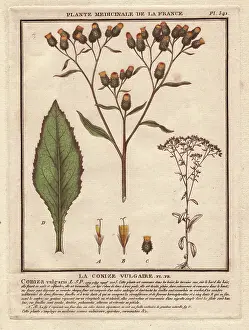 Fleabane: Fleabane, Conyza vulgaris