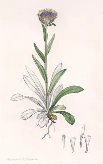 Sapling: Fleabane plant