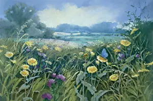 Thistles: Fleabane, Thistles & Common Blue Butterfly