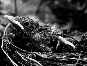 Sulky: FLEDGLING BLACKBIRDS