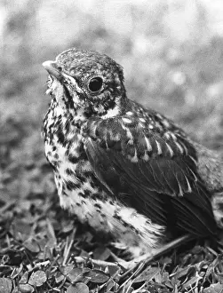 Thrushes: FLEDGLING SONG THRUSH