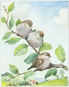 Leafy: Three fledglings on a leafy branch