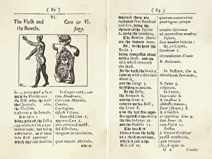 Angles: FLESH & BOWELS/WOODCUT