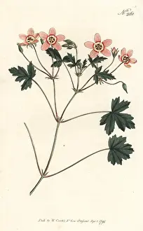 Sansom: Flesh-colour'd crane's-bill, Erodium incarnatum