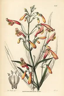 Barbatus: Flesh-coloured bearded penstemon, Penstemon