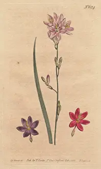 Flexuosa: Flexuose ixia with examples of color varieties: