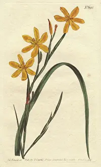 Moraea: Flexuose moraea with bright yellow flowers