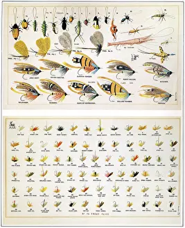 Flies