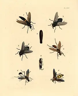 Imago: Flies, wasps and dauber