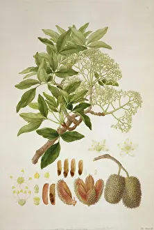 Teak: Flindersia australis, crow ash tree