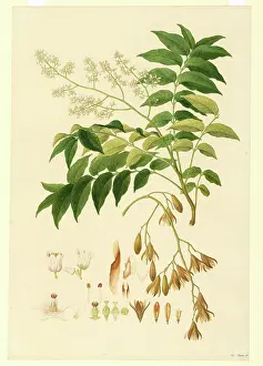 Bauer: Flindersia australis, Crow's Ash