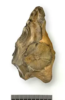 Echinoderm: Flint handaxe incorporating fossil echinoid