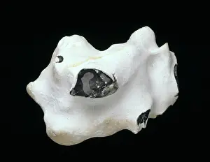 Glassy: Flint nodule
