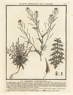 Plante Medicinale De La France: Flixweed, Descurainia sophia