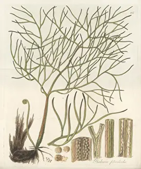 William Blackwood: Floating antlerfern, Ceratopteris pteridoides