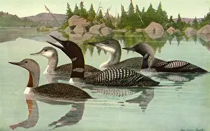 Loon: Floating Birds