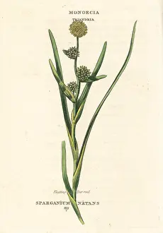 Natans: Floating bur-reed, Sparganium natans