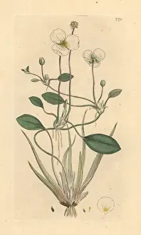 Plantain: Floating water plantain, Luronium natans