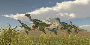 Flightless: A flock of Caudipteryx dinosaurs