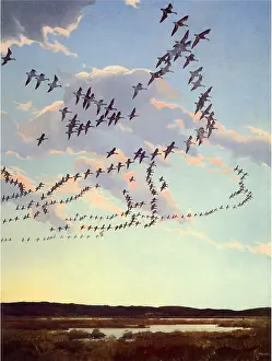 Marshland: Flock of Geese