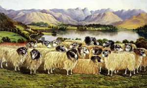 Windermere: Flock of Herdwick Sheep at Windermere Seen From Low Wood