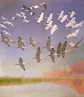 Storks: Flock of Ibis