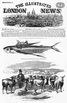 Imported: A flock of llamas, imported from Peru in 1858