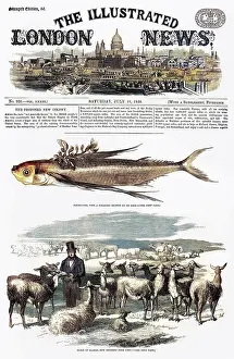 Imported: A flock of llamas, imported from Peru in 1858