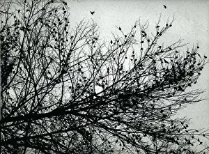 Migrant: Flock of migrant birds in a tree in Switzerland
