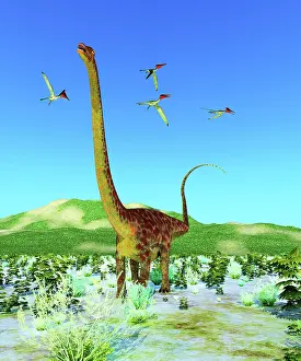 Longus: A flock of Pterodactylus pterosaurs fly over a
