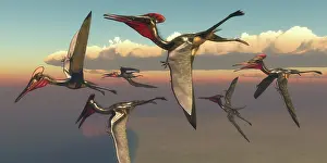 Tithonian: A flock of Pterodactylus pterosaurs flying in the sky