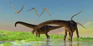 Diplodocus: A flock of Pterosaur birds fly over two Diplodocus dinosaurs