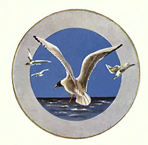 Seabirds: Flock of Seagulls