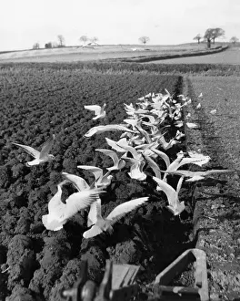 Flocking: Flock of seagulls on a ploughed field
