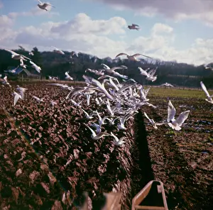 Furrows: Flock of seagulls on a ploughed field
