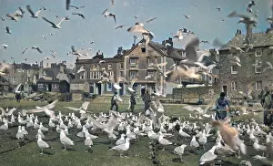 Gulls: Flock of seagulls on a street, St Ives, Cornwall