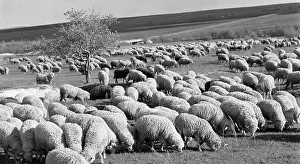 Ulyanovsk: Flock of sheep