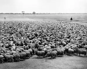Burrawang: Flock of sheep, Burrawang Station, Australia