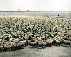 Burrawang: Flock of sheep, Burrawang Station, Australia