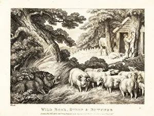 John Gay: A flock of sheep wait for slaughter by a butcher