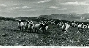 Shetland: Flock of Sheep, Wether, Shetland