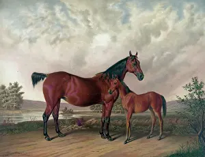 Colt: Flora Temple and her colt