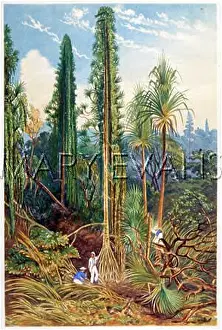 Zambesi: FLORA OF ZAMBESI DELTA