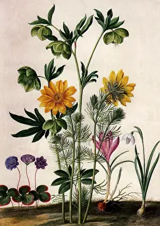 Onion: Floral Botanical