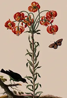 1596: Floral Botanical