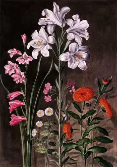 Calendula: Floral Botanical