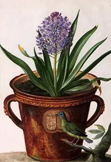 Linne: Floral Botanical