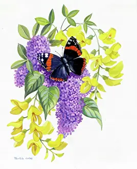 Caley: Floral decoration