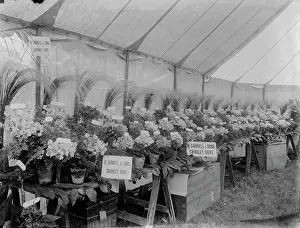 Swanley: Floral display